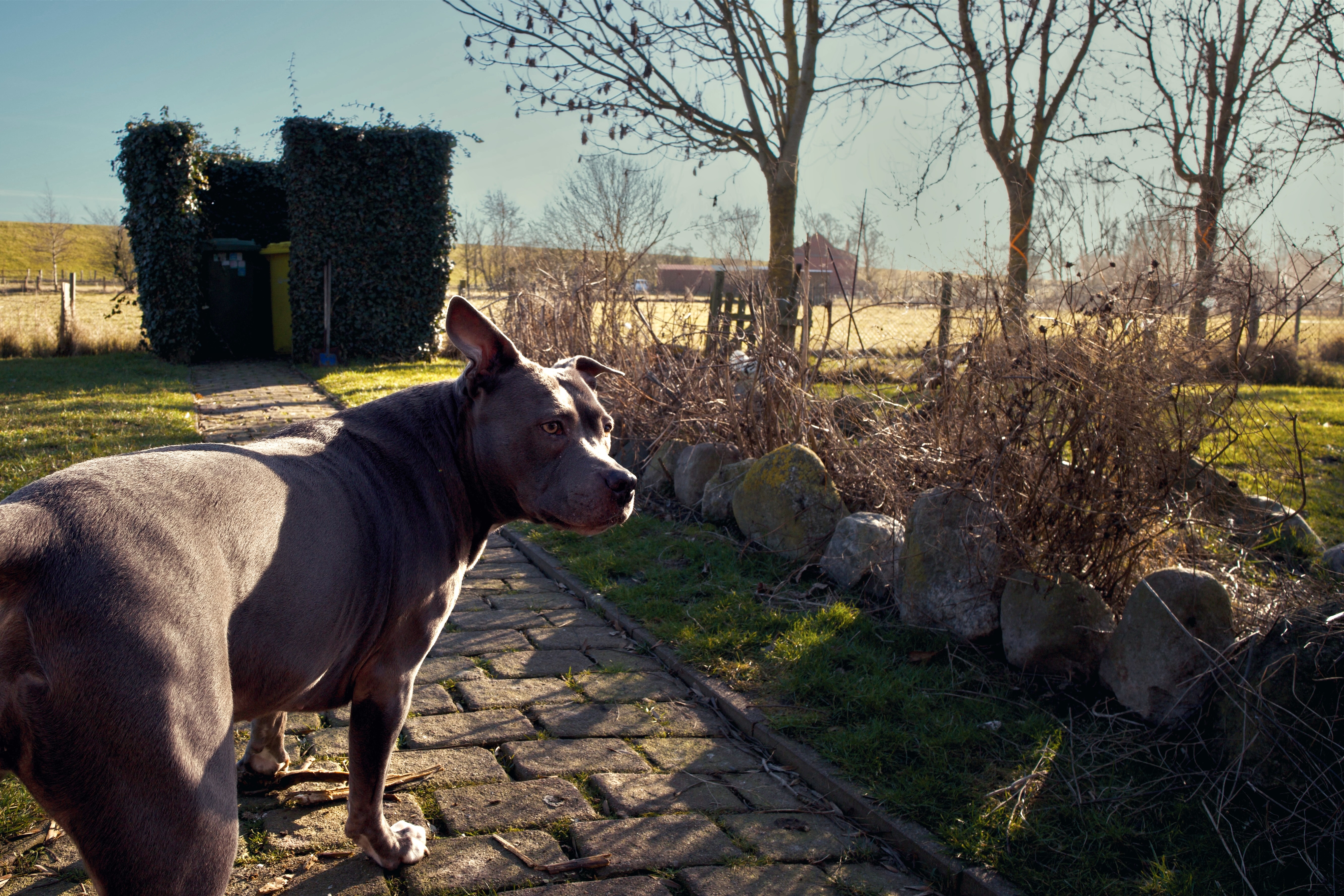 Hunde/IMG_0202.jpeg