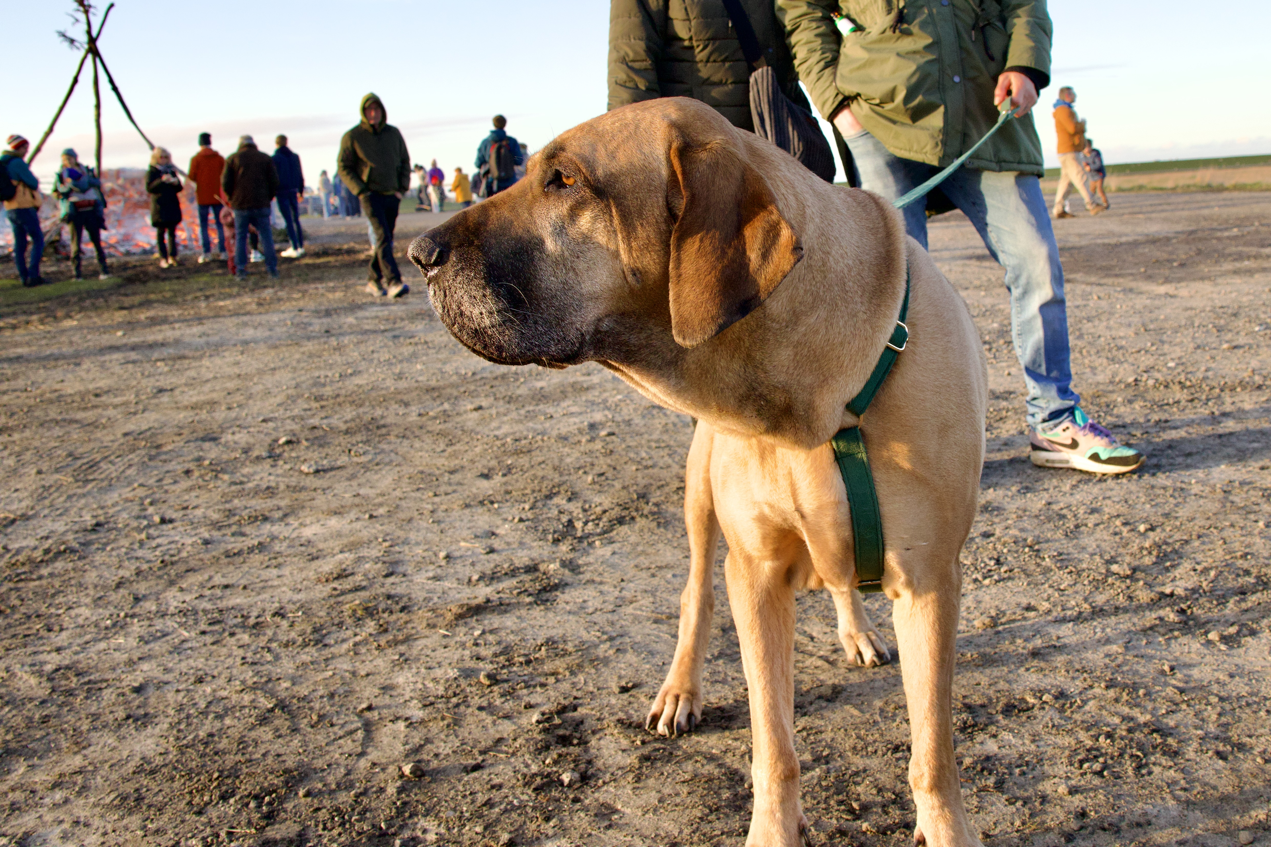 Hunde/IMG_1969.jpeg