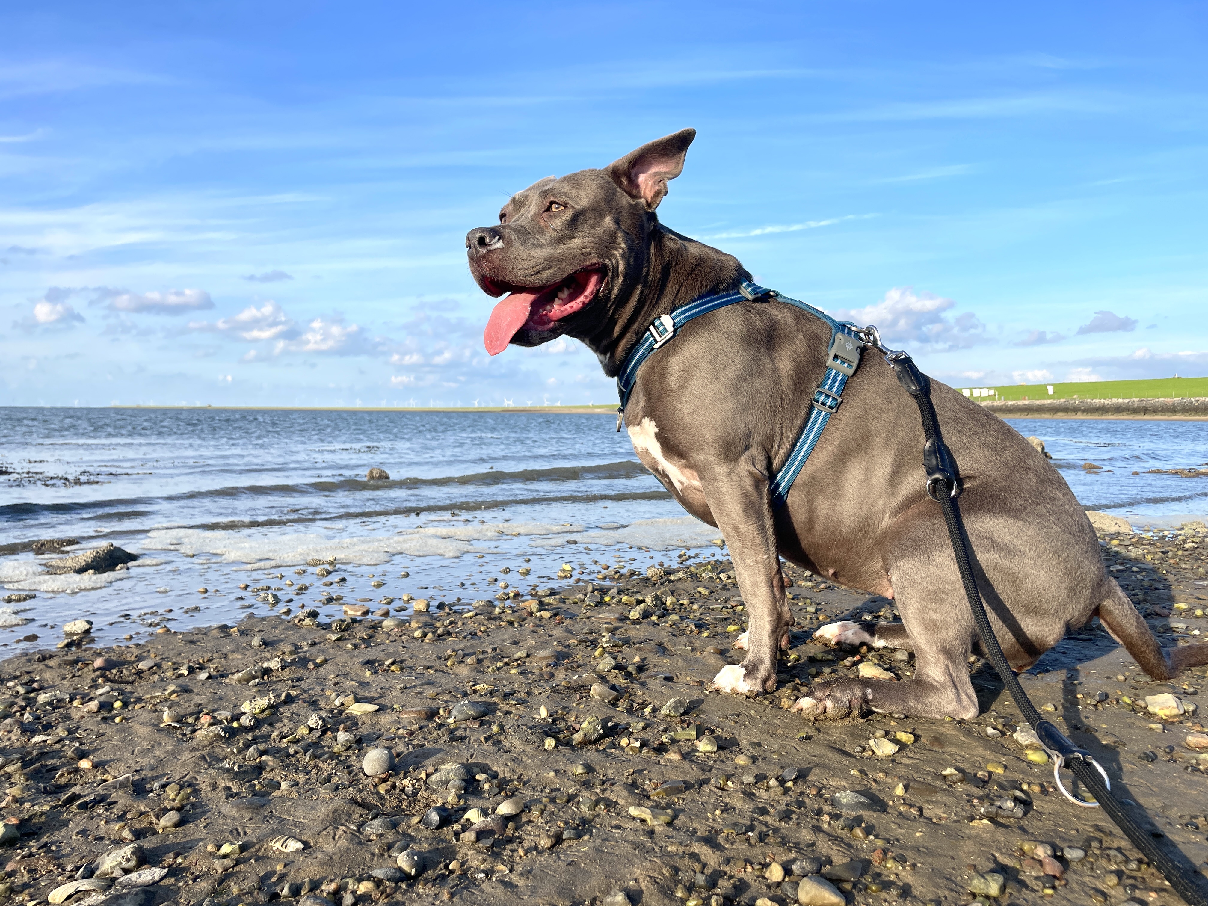 Hunde/IMG_3184.jpeg