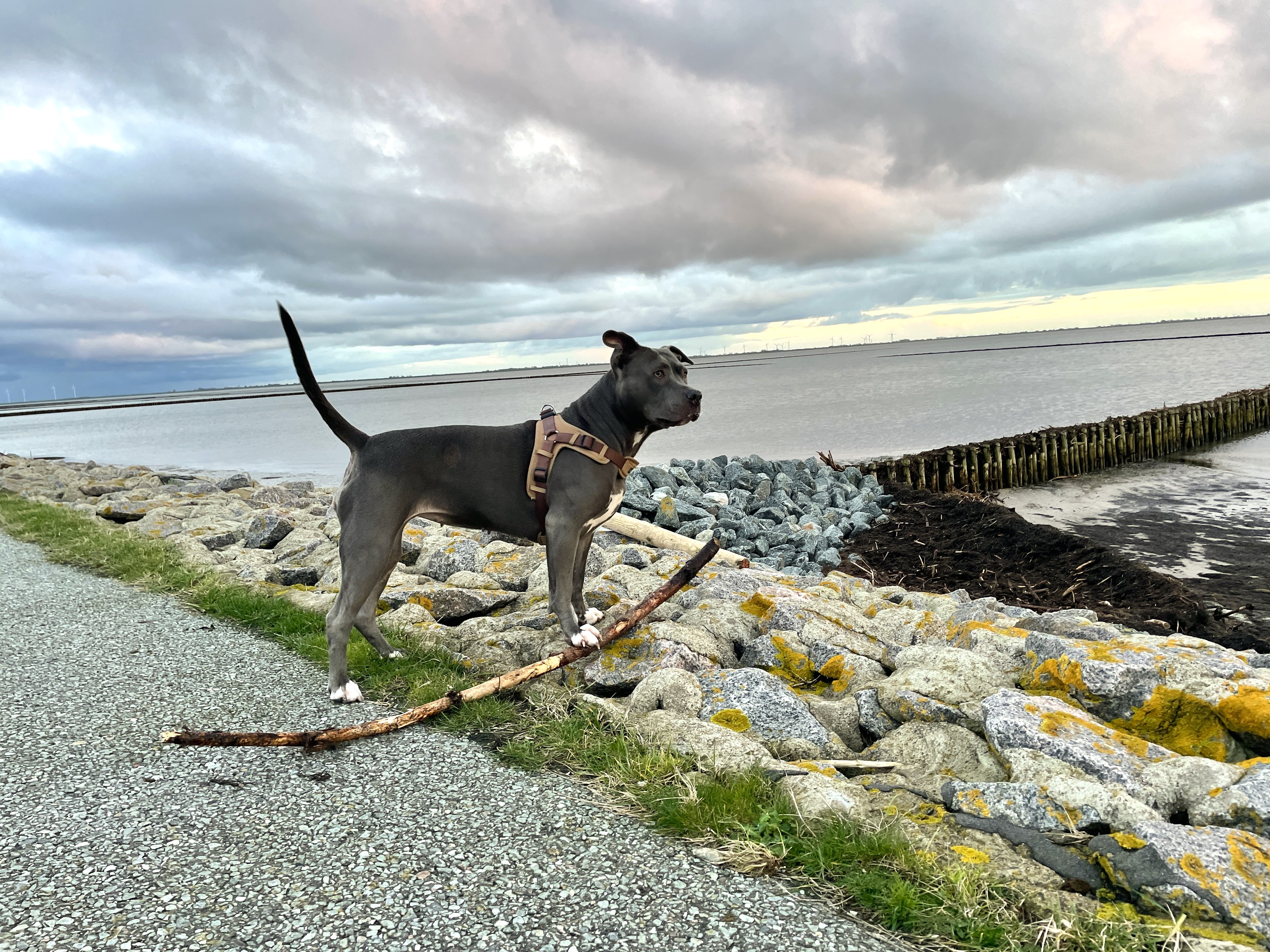 Hunde/IMG_3356.jpeg
