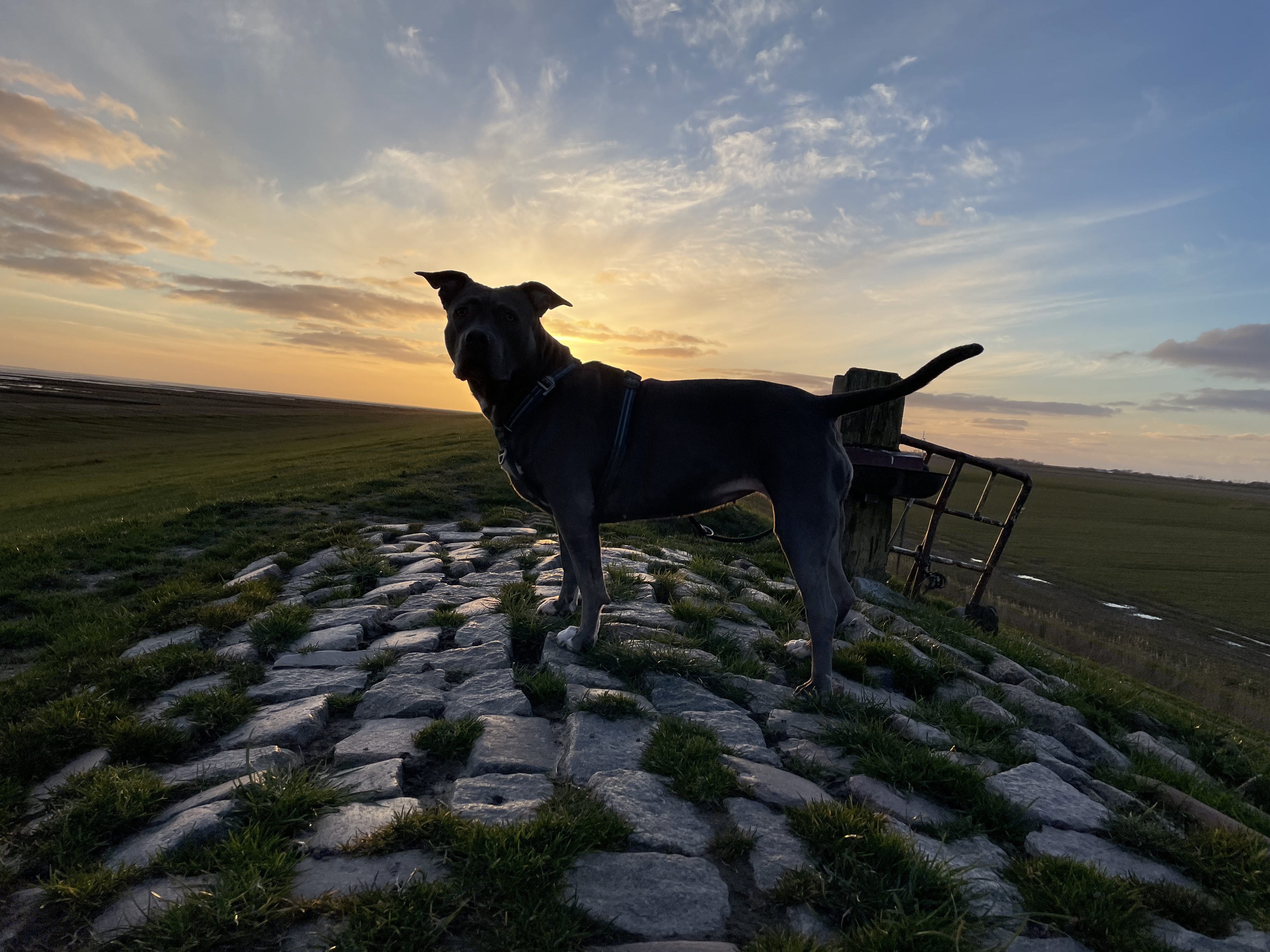 Hunde/IMG_4638.jpeg
